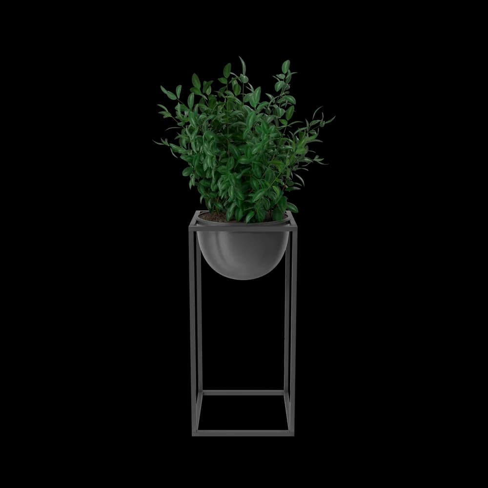House Showpiece Plant 1